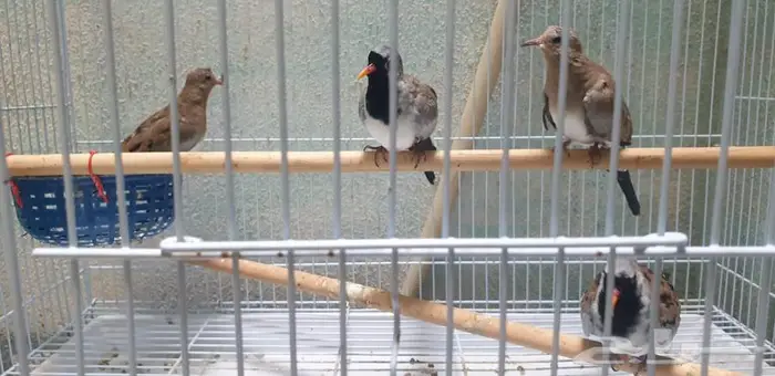 يمام طويل الذيل للبيع 0