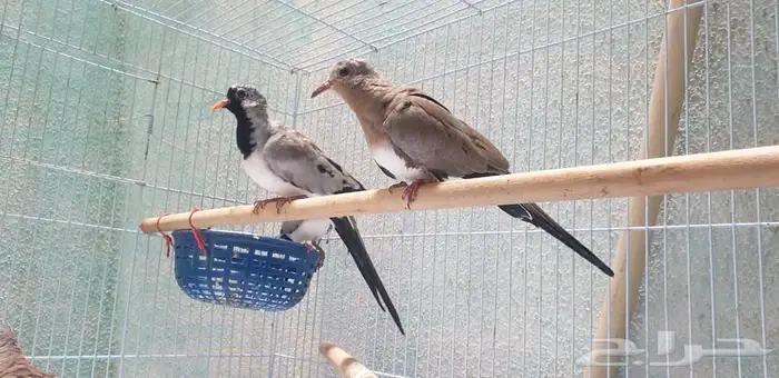 يمام طويل الذيل للبيع 1