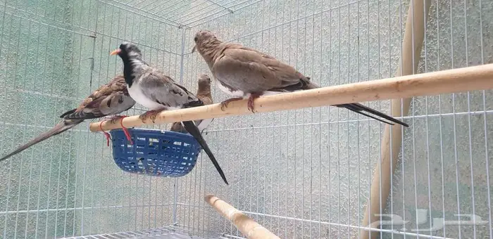 يمام طويل الذيل للبيع 2