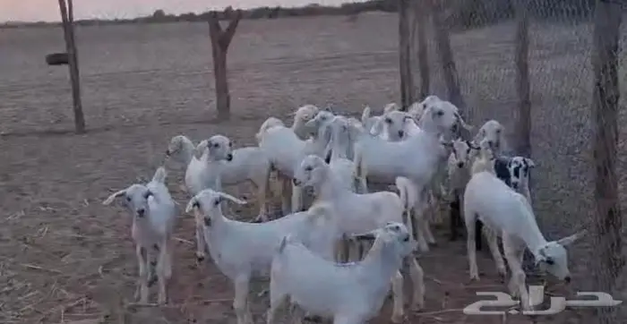 33 ماعز بيشي عياله 24 القنفذة 4