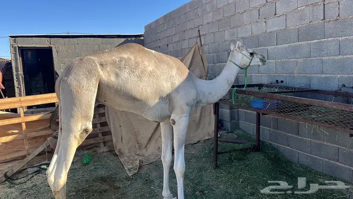 قعود حق ابوه رعد بطشان الهرش 0