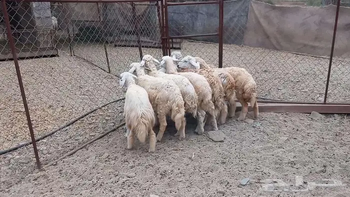 طليان ورخال تربيه 0