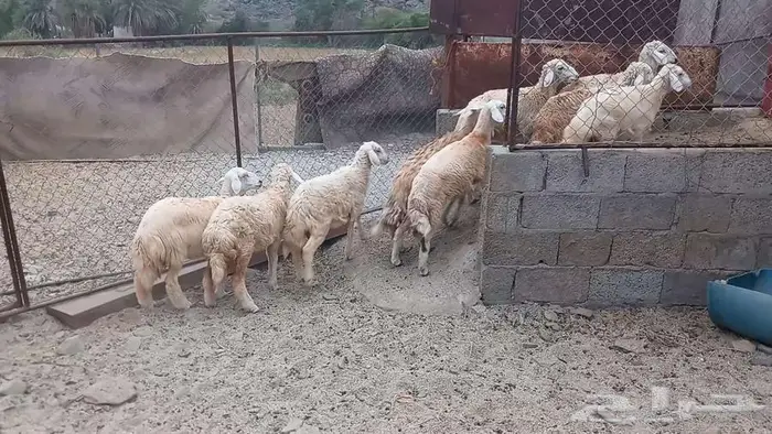 طليان ورخال تربيه 1