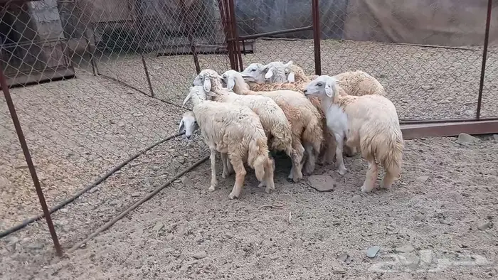 طليان ورخال تربيه 3