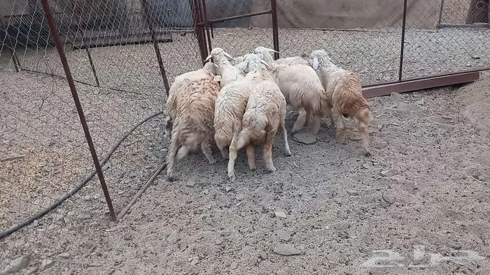 طليان ورخال تربيه 2