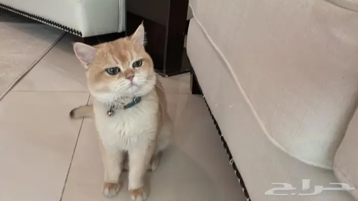 للبيع قط سكوتش قولد شنشلا 1