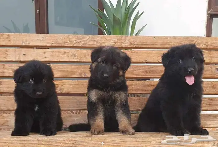 جراوي جيرمن شيبرد تووب 8