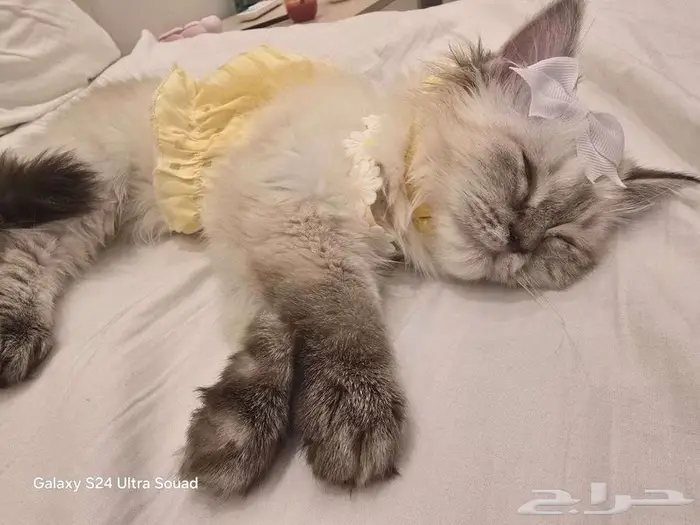 للبيع قط   قطة مع تجهيز كامل   فرصة نادرة لمحبي القطط 6