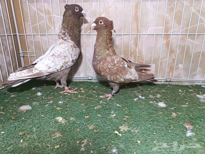 جوز زاجل فراشة أحمر بإنتاجاته 7 2