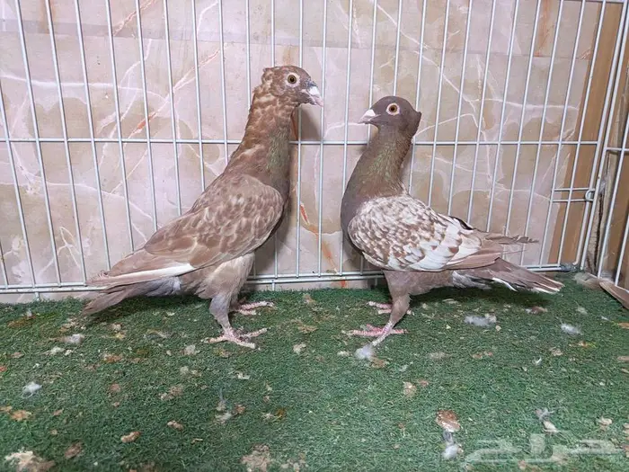 جوز زاجل فراشة أحمر بإنتاجاته 7 4