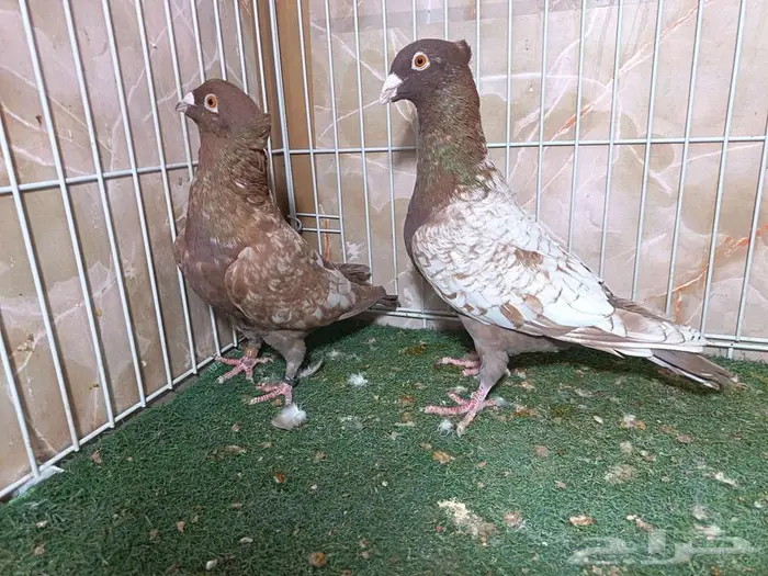 جوز زاجل فراشة أحمر بإنتاجاته 7 3