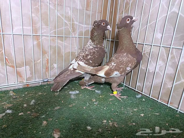 جوز زاجل فراشة أحمر بإنتاجاته 7 1