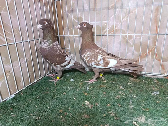 جوز زاجل فراشة أحمر بإنتاجاته 7 0