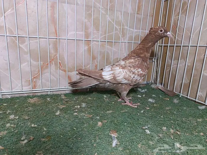 جوز زاجل فراشة أحمر بإنتاجاته 7 5