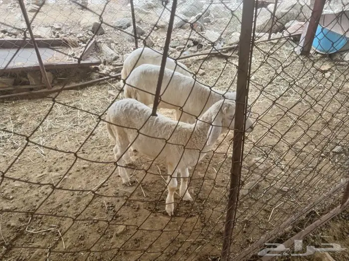 طليان للبيع 0