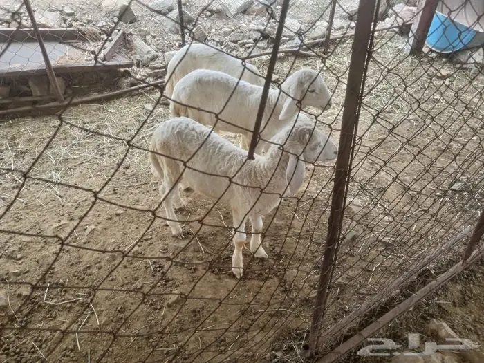 طليان للبيع 1