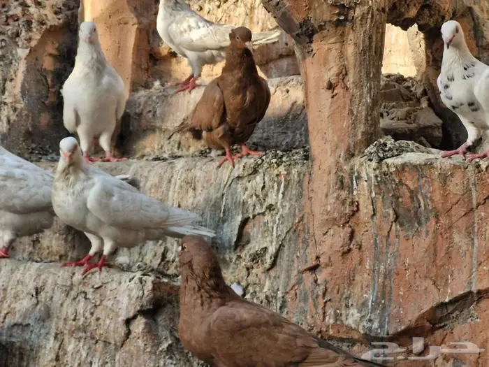 حمام فرنسي ومصري 1