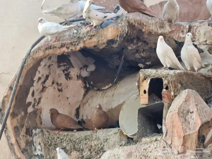 حمام فرنسي ومصري 5