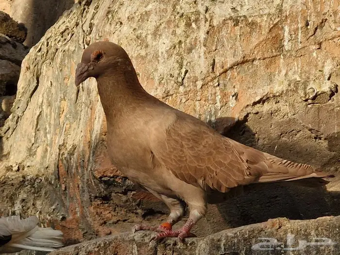 حمام فرنسي ومصري 2