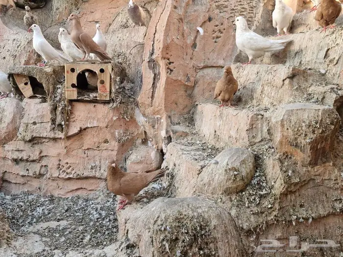 حمام فرنسي ومصري 7