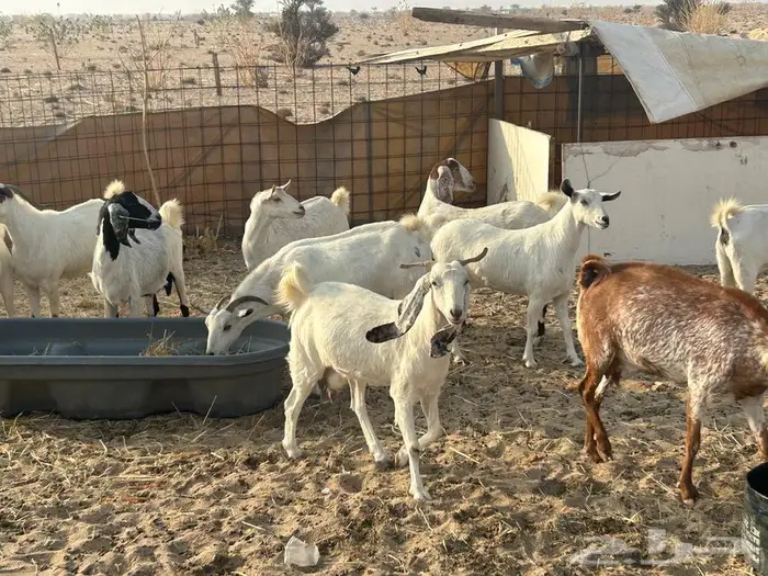 معز عوارض وبيشيه 2