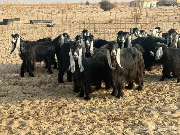 معز عوارض وبيشيه 3