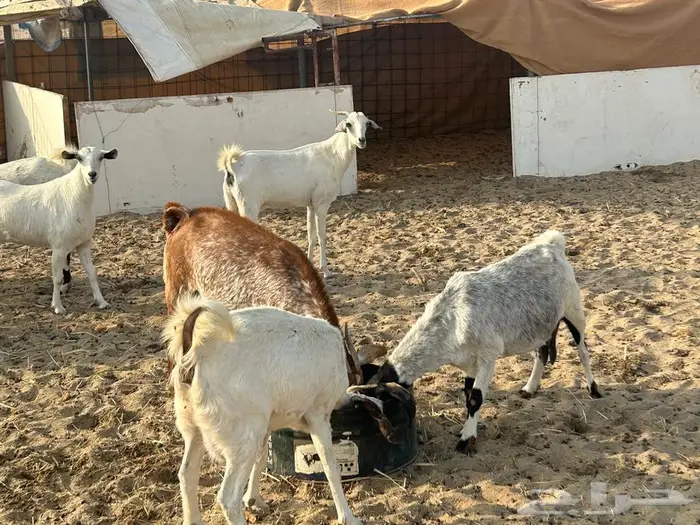 معز عوارض وبيشيه 1