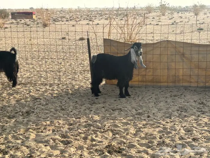 معز عوارض وبيشيه 5