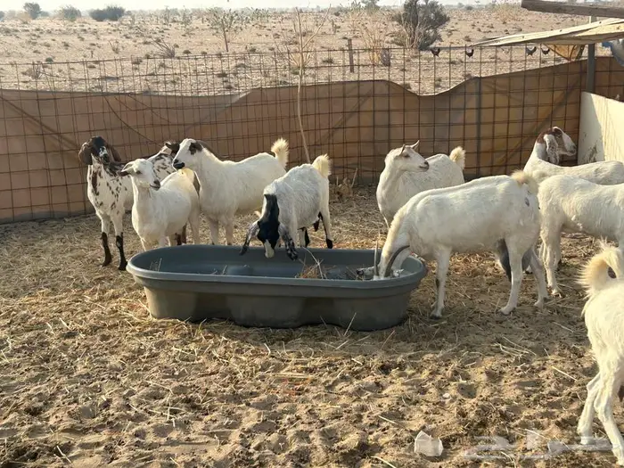 معز عوارض وبيشيه 0