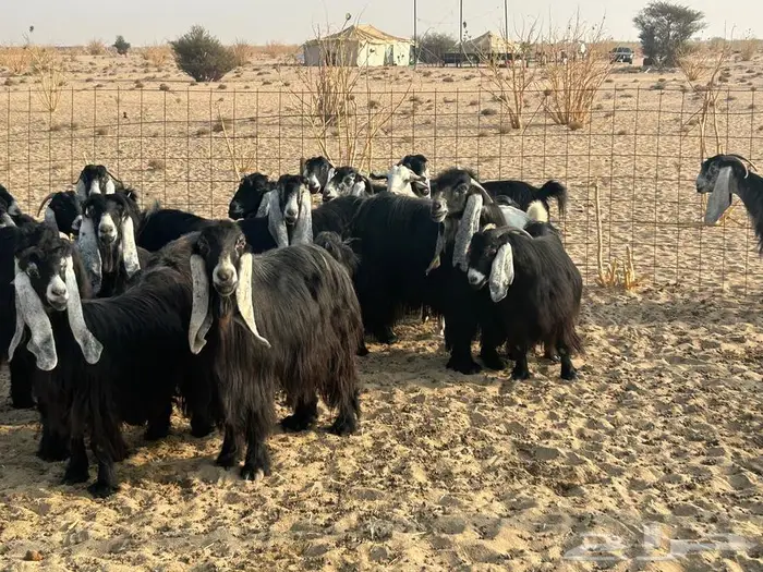 معز عوارض وبيشيه 4