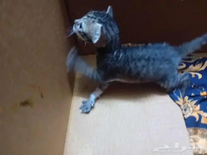 مكة شارع الحج 1