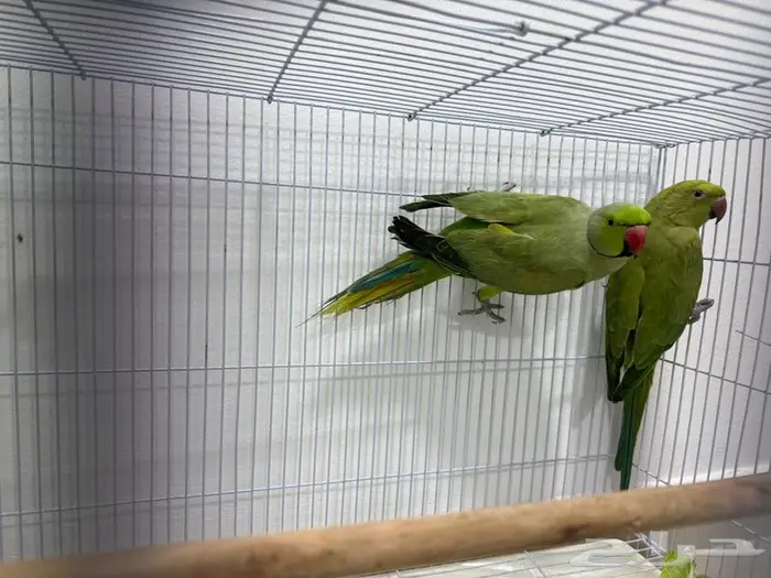 زوج دره هندي 3