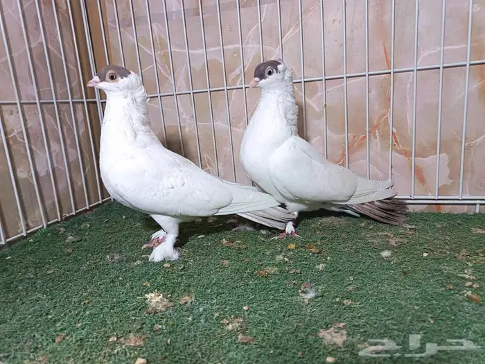 مجموعة أجواز حمام بالون 0