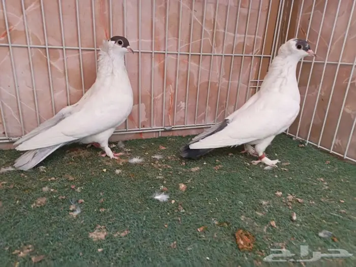 مجموعة أجواز حمام بالون 3