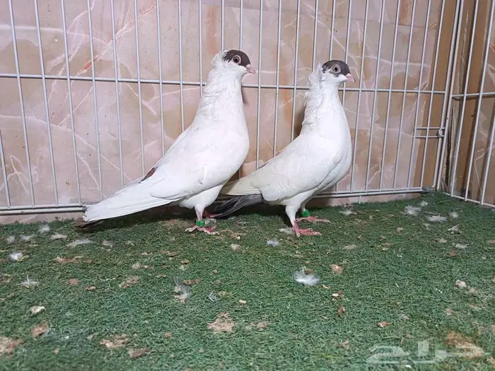 مجموعة أجواز حمام بالون 5