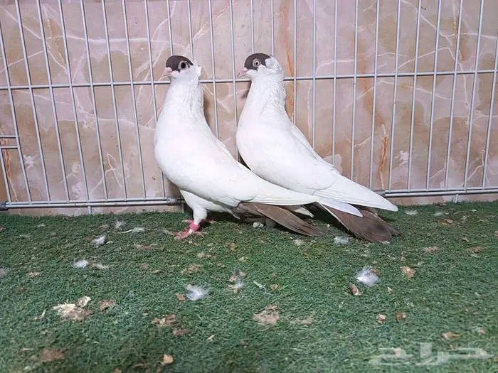 مجموعة أجواز حمام بالون 4