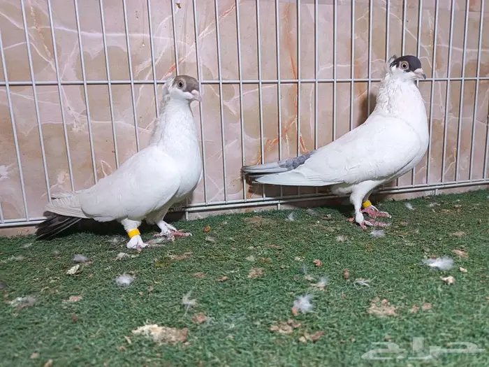 مجموعة أجواز حمام بالون 9