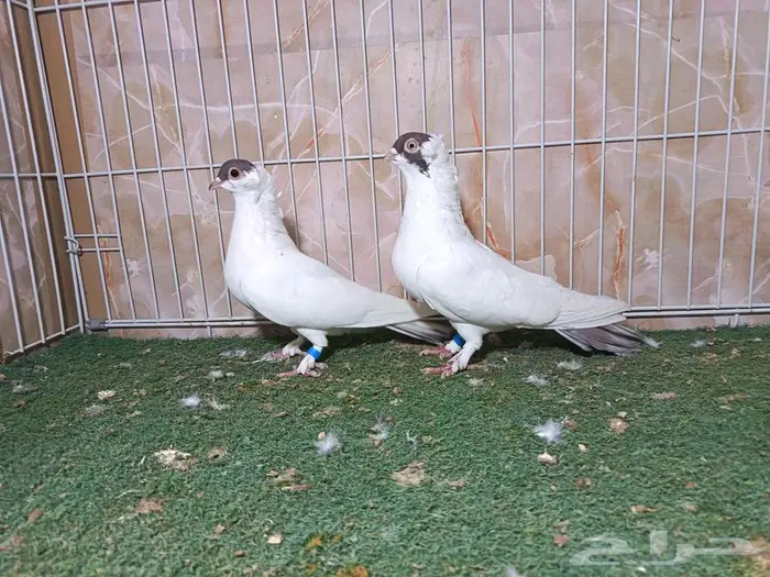 مجموعة أجواز حمام بالون 6