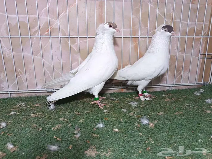 مجموعة أجواز حمام بالون 11