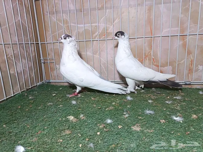 مجموعة أجواز حمام بالون 8