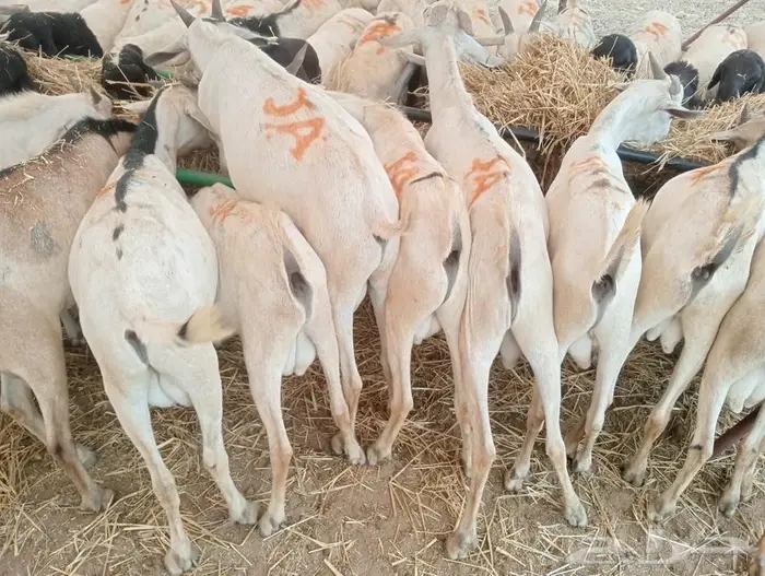 تيوس وبرابر على الفحص  وعلى الضمان 10