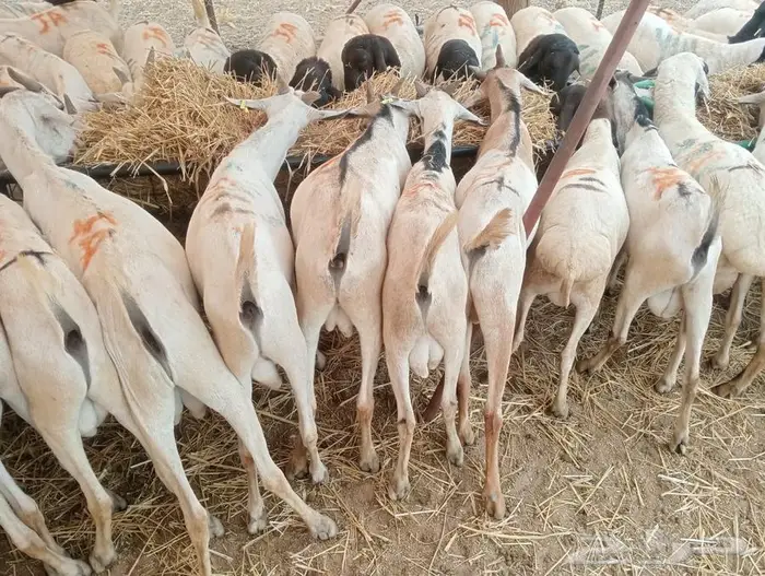 تيوس وبرابر على الفحص  وعلى الضمان 6