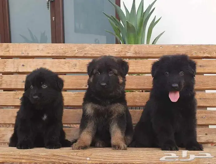 جراوي جيرمن شيبرد تووب 5