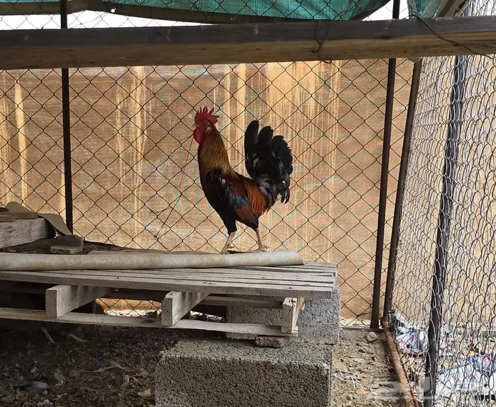 ديك بلدي شرط تلقيح عربي 4