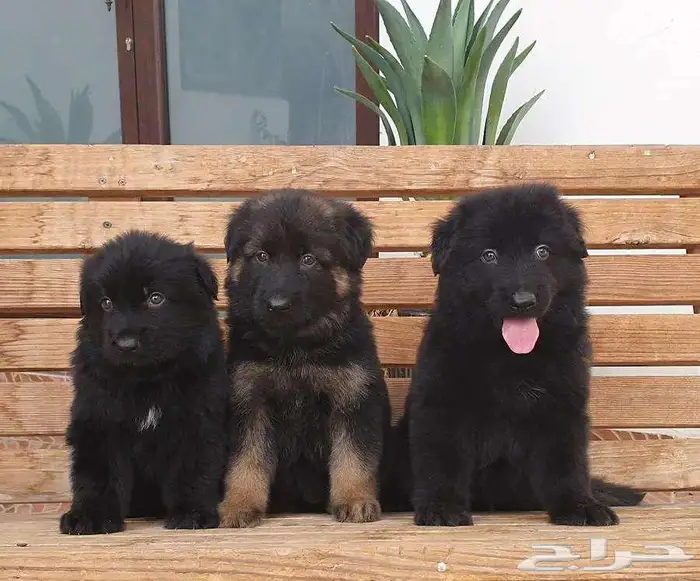 جراوي جيرمن شيبرد تووب 6