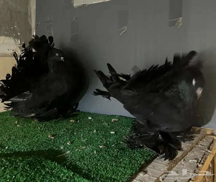 زوج رقاص منتج فاخر 1