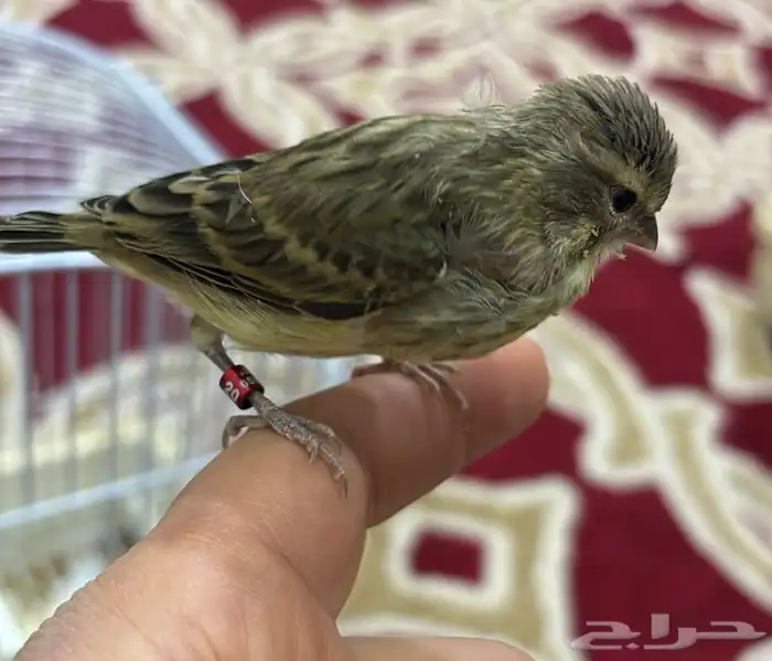 مكس ياسمين على كناري 1