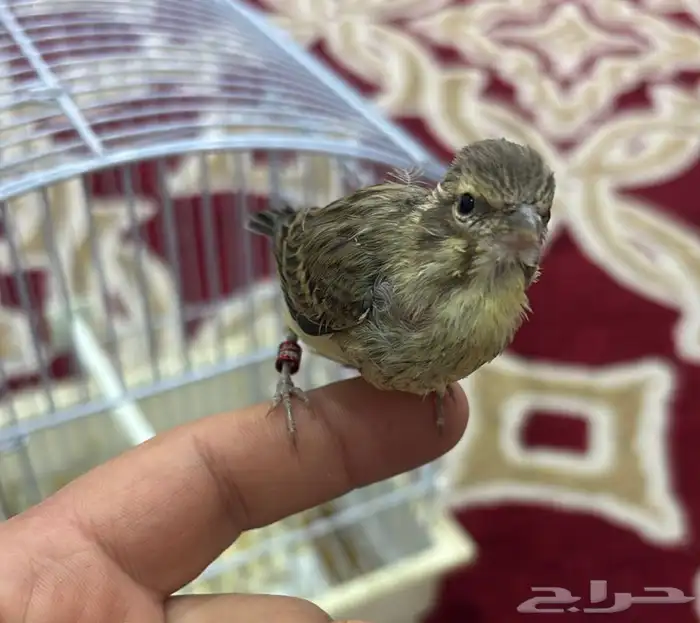 مكس ياسمين على كناري 0