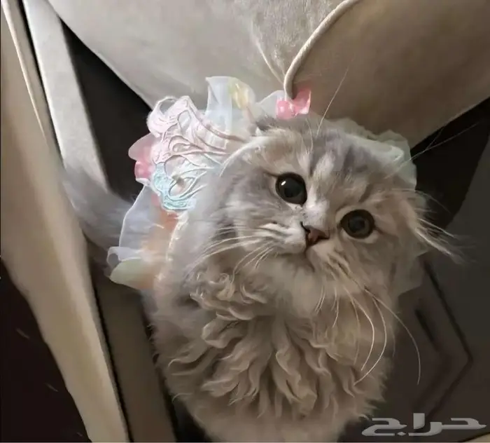 للبيع قط   قطة مع تجهيز كامل   فرصة نادرة لمحبي القطط 8