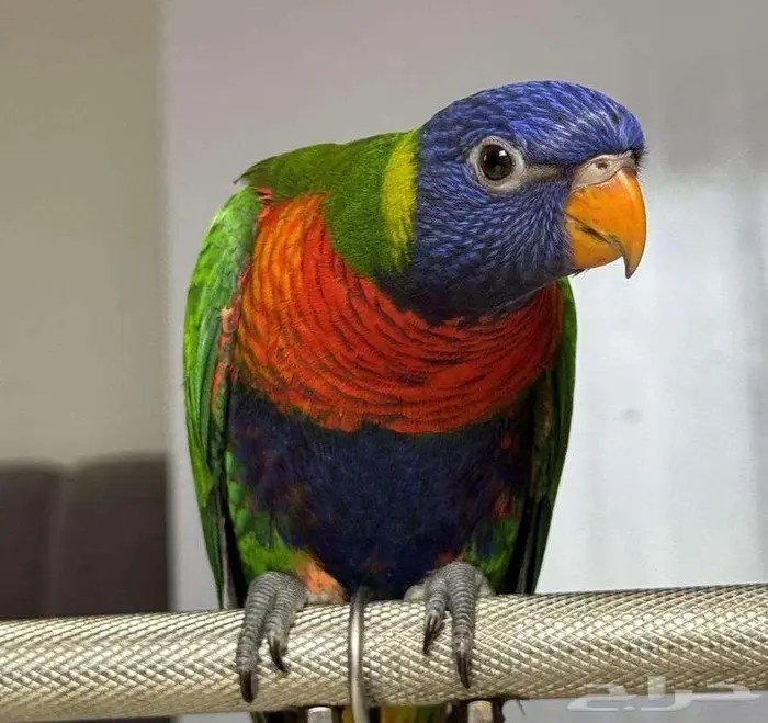 لوري سوانسون لعوب عمر سنه ونص 0